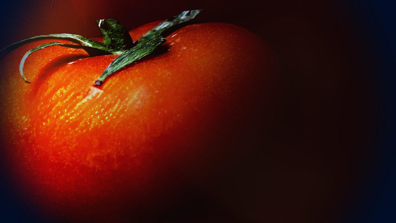 Whats on Your Supermarket Shelves The Dark Side of the Tomato Trade