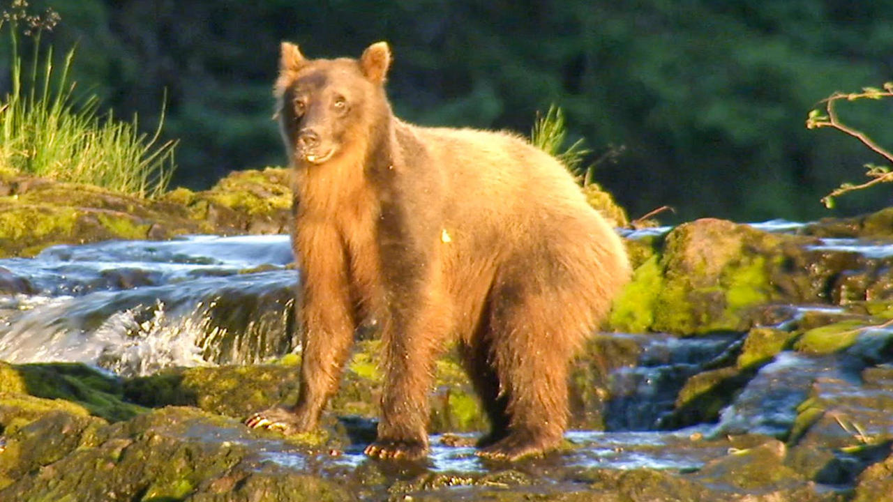 Brown Bearanoia