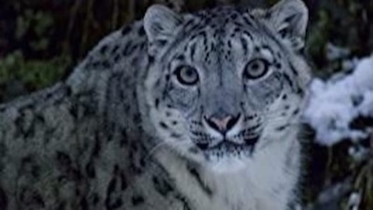 The Secret Lives of Snow Leopards