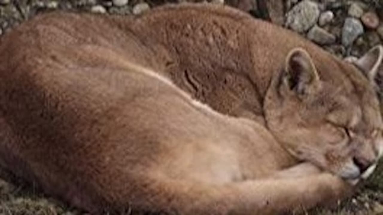The Secret Lives of Pumas