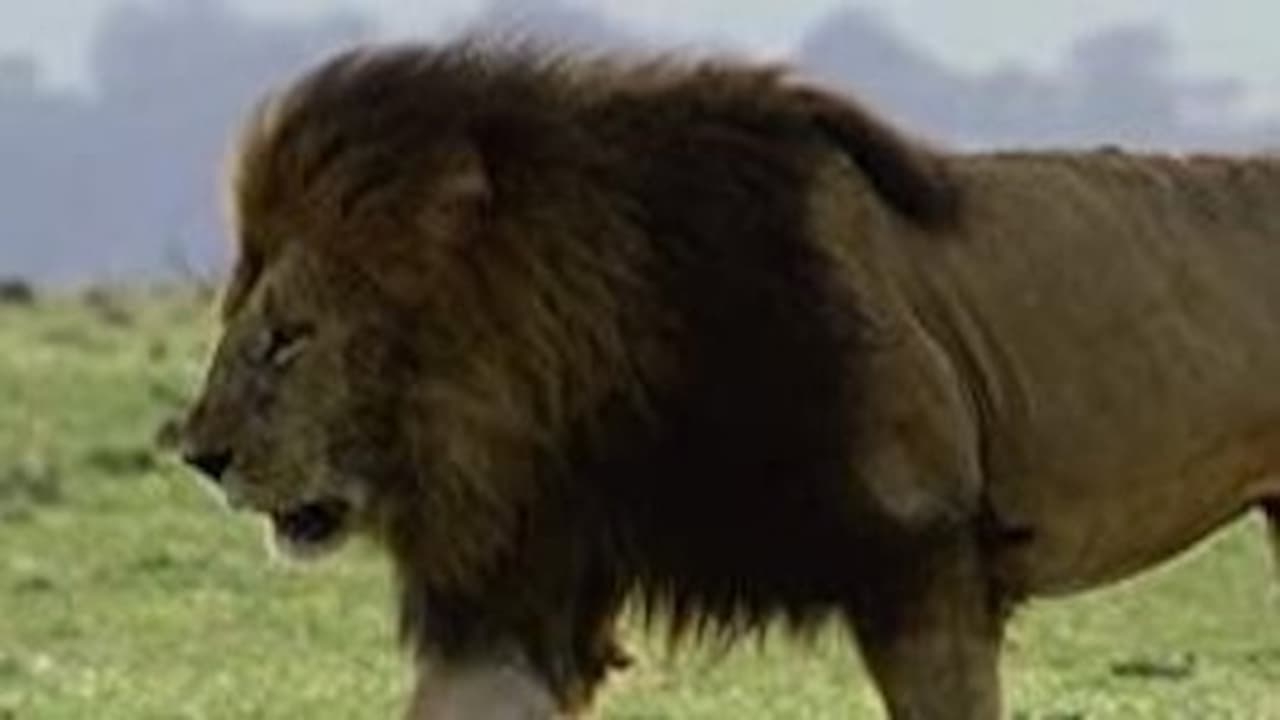 The Secret Lives of Lions