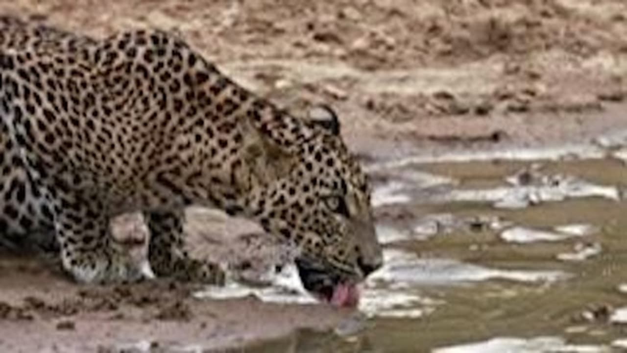 The Secret Lives of Leopards