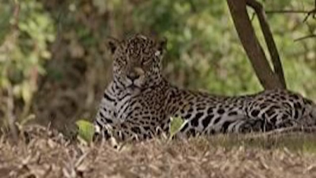 The Secret Lives of Jaguars
