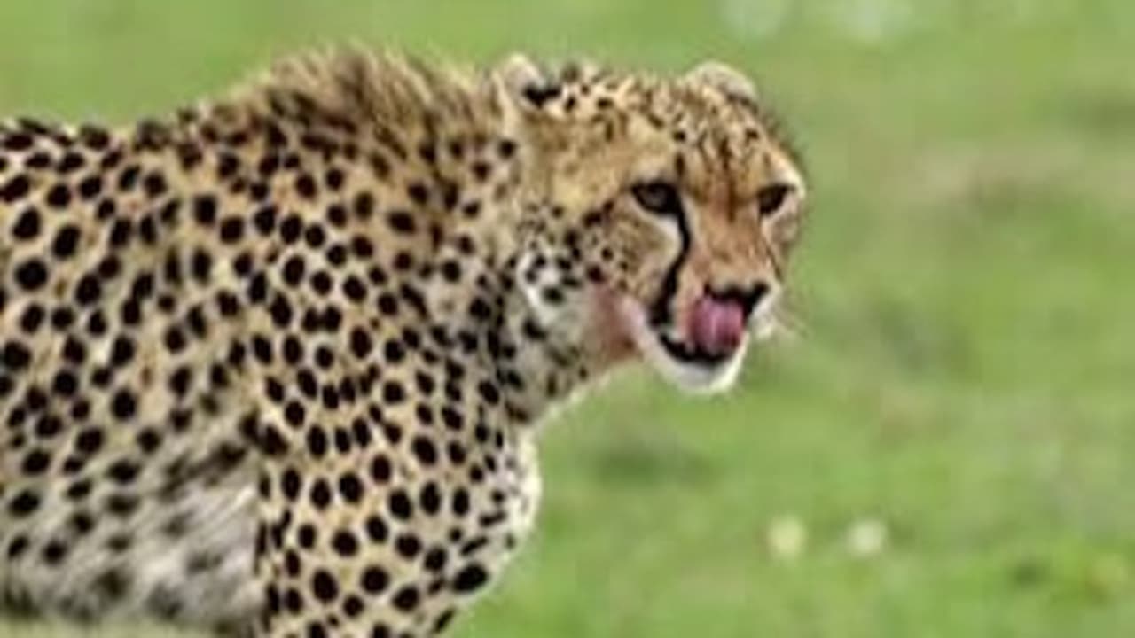 The Secret Lives of Cheetahs