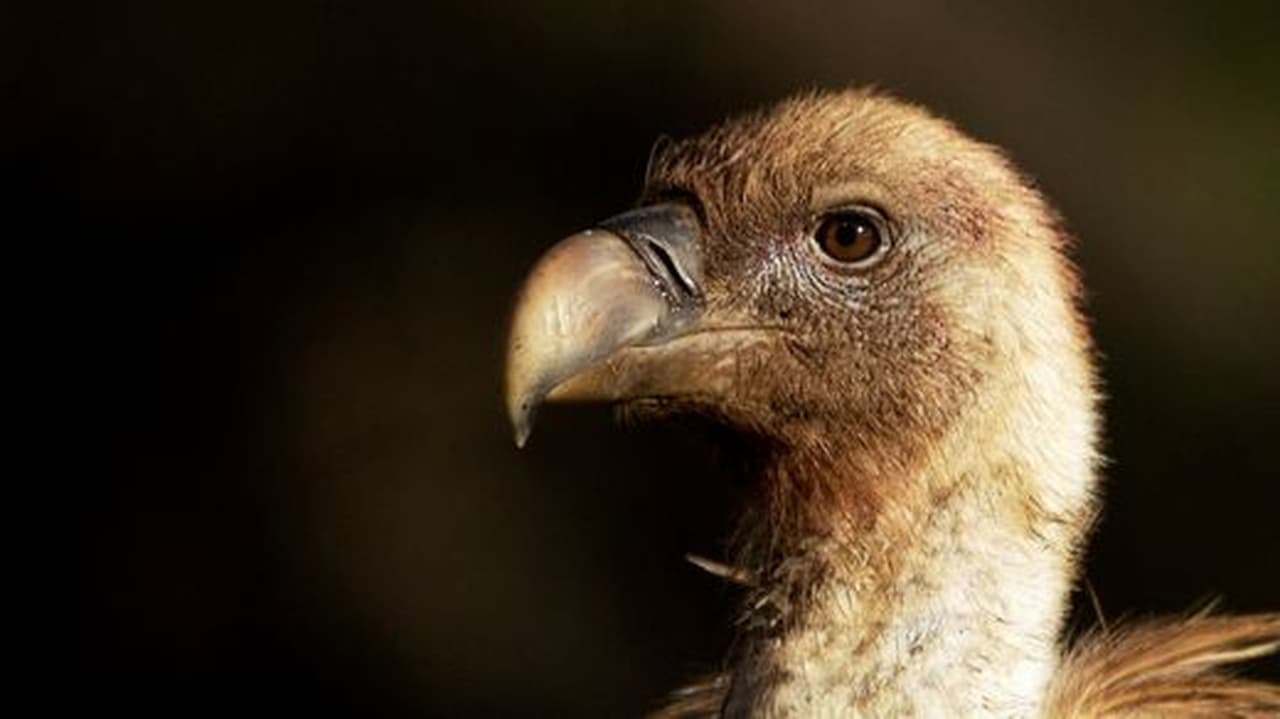 The Hidden Inhabitants of Sierra Morena