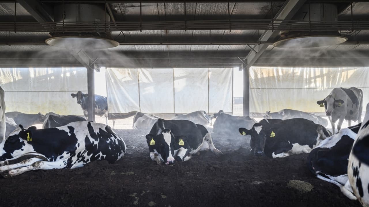 Saudi Arabia and UAE  Cows in the desert