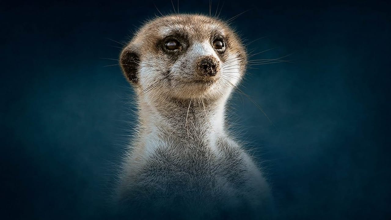 Meerkat