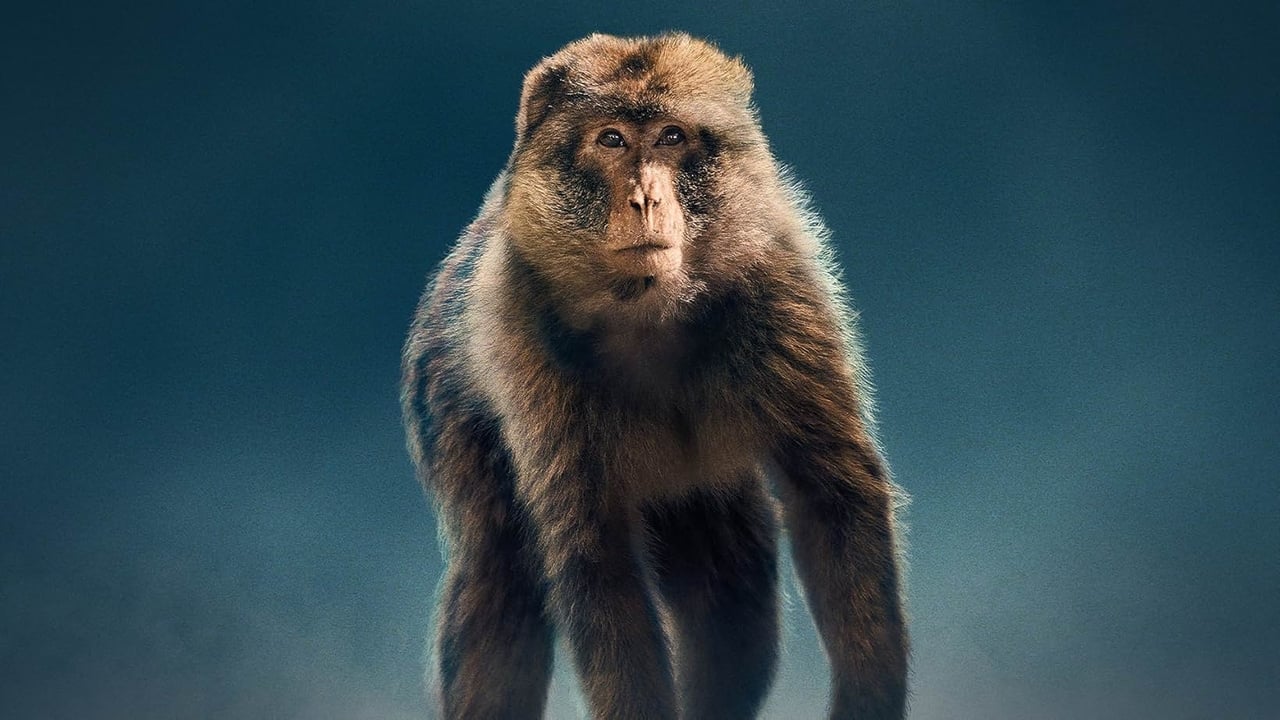 Macaque