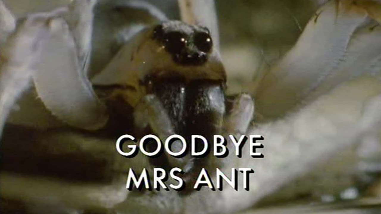 Goodbye Mrs Ant
