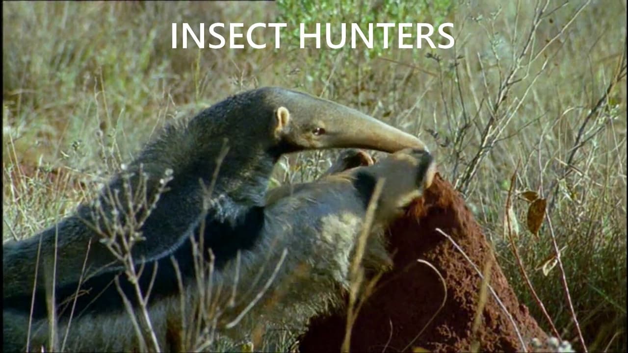 Insect Hunters
