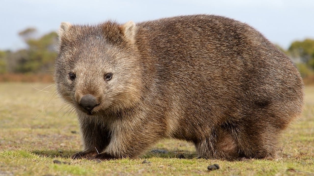 Realm of the Wombat