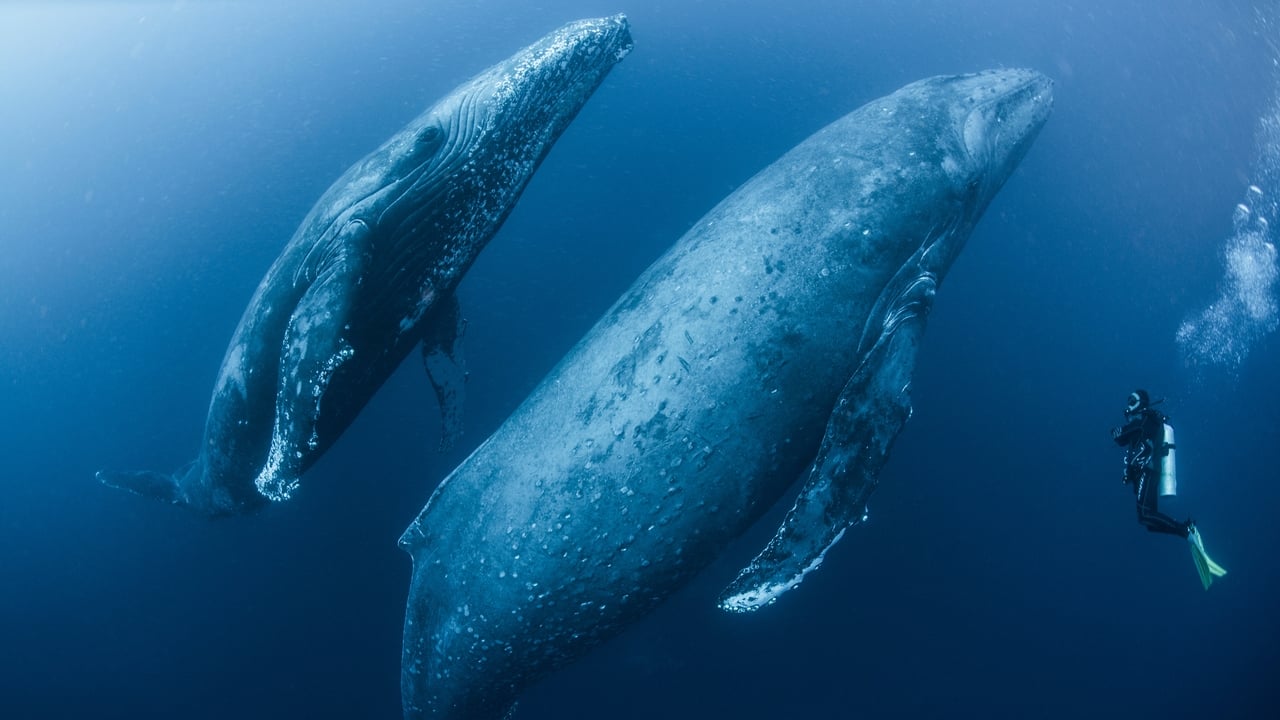 Humpbacks After Dark