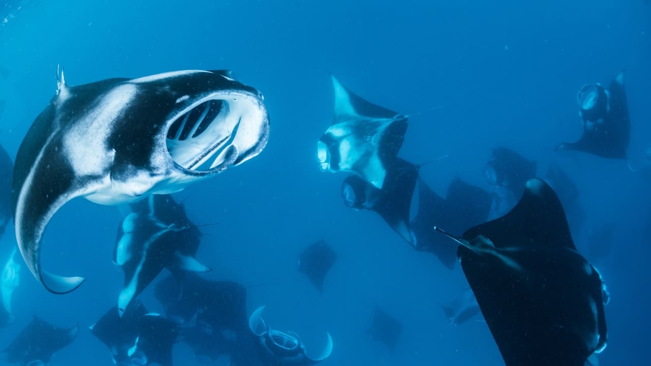 Manta Ray Tornado