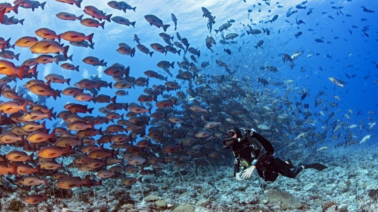 Shark City Of Palau