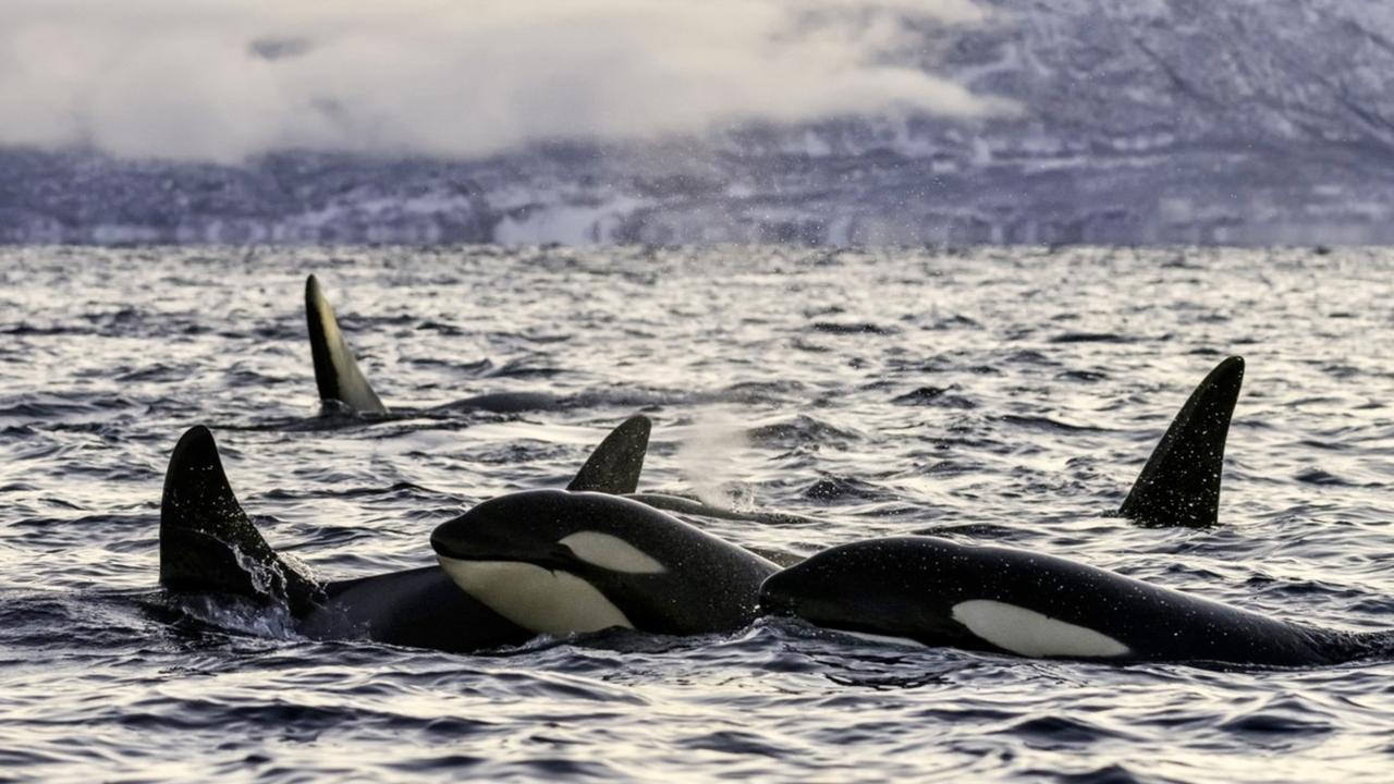 Killer Whales Of Norway