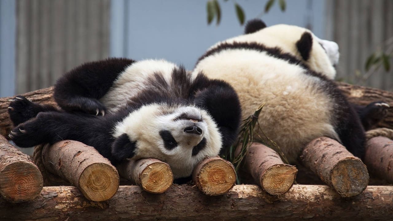 Chinas Pandas