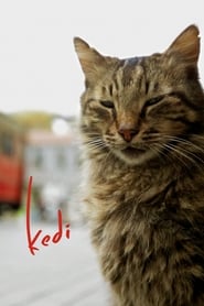 Kedi' Poster
