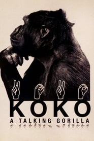 Koko A Talking Gorilla' Poster