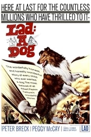 Lad A Dog' Poster