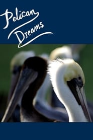 Pelican Dreams' Poster