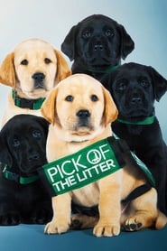 Streaming sources forPick of the Litter