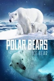 Polar Bears Ice Bear' Poster