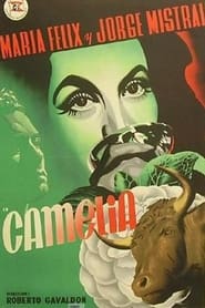 Camelia' Poster