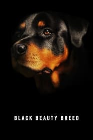 Black Beauty Breed' Poster