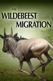 The Wildebeest Migration Natures Greatest Journey' Poster