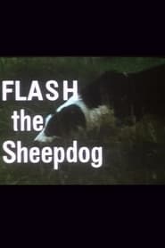 Flash the Sheepdog' Poster