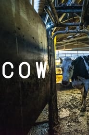 Cow' Poster