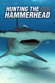 Hunting the Hammerhead' Poster