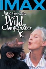 Jane Goodalls Wild Chimpanzees' Poster