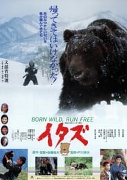 The Forest of the Little Bear' Poster