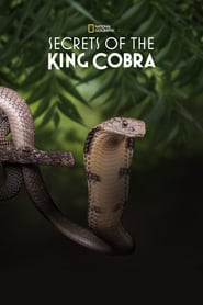Secrets of the King Cobra' Poster