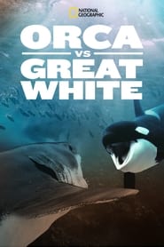 Orca Vs Great White' Poster