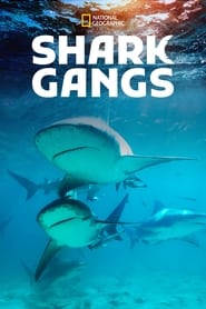 Shark Gangs' Poster