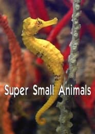 Super Small Animals' Poster