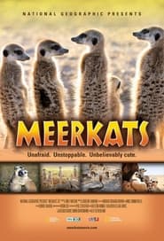 Meerkats 3D' Poster