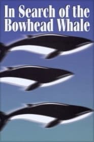 In Search of the Bowhead Whale' Poster