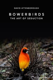 Bowerbirds The Art of Seduction' Poster