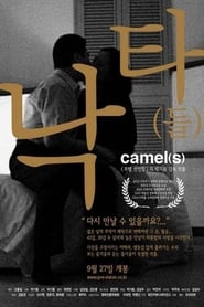 Camels' Poster