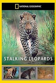Stalking Leopards' Poster