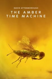 The Amber Time Machine' Poster