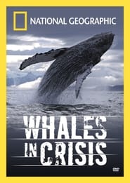 Whales in Crisis' Poster