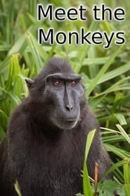 Meet the Monkeys' Poster