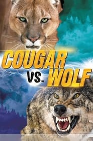 Cougar v Wolf' Poster