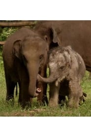 Sri Lanka Elephant Island' Poster