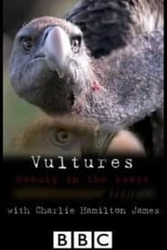 Vultures Beauty in the Beast