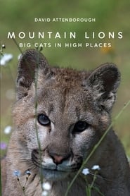 Mountain Lions Big Cats in High Places
